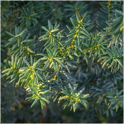 Buitenplant 6x Taxus media 'Groenland' - Haagplant Winterhard - Hoogte ↕ 100cm