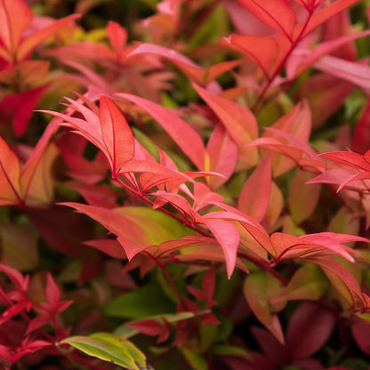 Buitenplant - Nandina domestica 'Gulfstream' - Pot Ø 17cm Hoogte ↕ 45cm