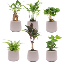 Kamerplant 6x Mini planten set - Inclusief pot