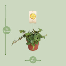 Kamerplant - Peperomia Hope - Pot Ø 12cm Hoogte ↕ 15cm