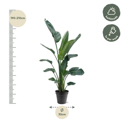 Kamerplant - Strelitzia Nicolai - Hoogte ↕ 35-250cm