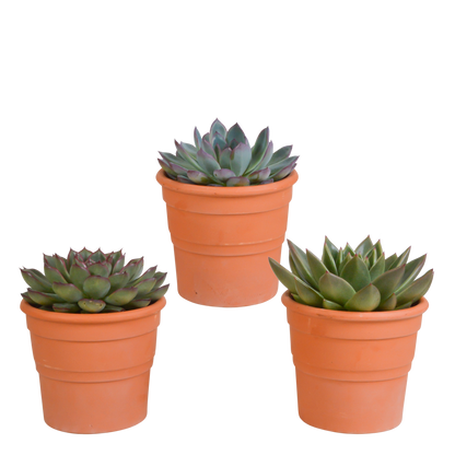 Kamerplant 3x Echeveria mix - In terracotta pot - Pot Ø 10.5cm