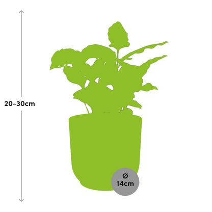 Kamerplant - Coffea Arabica - Pot Ø 14cm