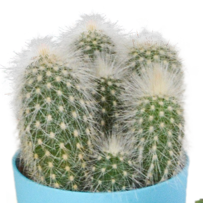 Kamerplant 5x Cactus mix - Pot Ø 5,5cm