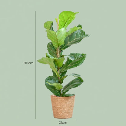 Kamerplant - Ficus Lyrata - Luchtzuiverend - Pot Ø 21cm Hoogte ↕ 80cm