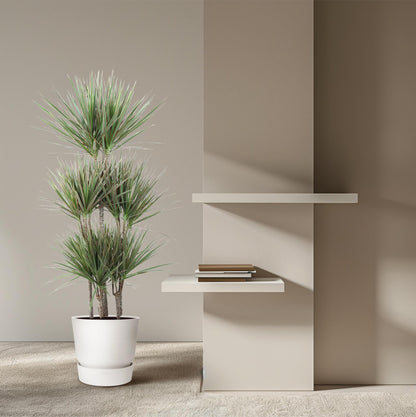 XL Kamerplant - Dracaena Bicolor Carrousel - Pot Ø 31cm Hoogte ↕ 150cm