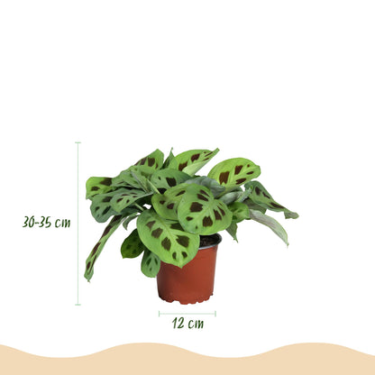Kamerplant 3x Marantha mix - Gebedsplant - Pot Ø 12cm Hoogte ↕ 25cm