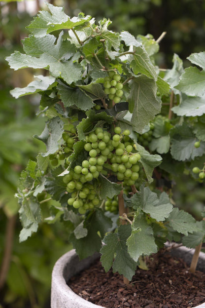 Buitenplant 3x Vitis Pixie Mix - Pot Ø 14cm Hoogte ↕ 30cm
