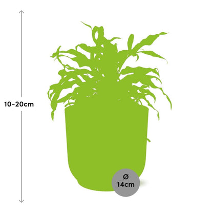Kamerplant - Microsorum Diversifolium - Pot Ø 14cm