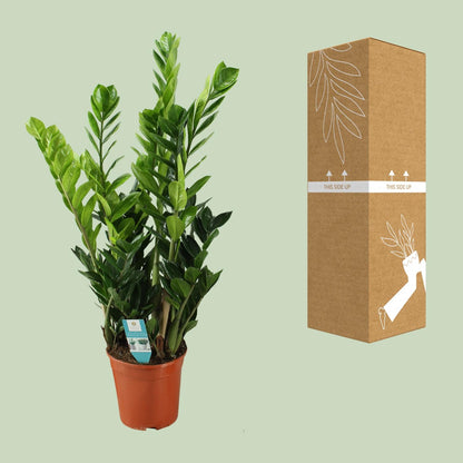 Kamerplant - Zamioculcas - Pot Ø 21cm Hoogte ↕ 75cm