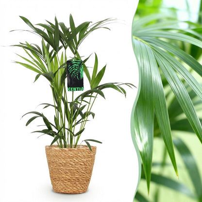Kamerplant - Howea Forsteriana (Kentia Palm) incl. Mand - Pot Ø 19cm Hoogte ↕ 80-85cm