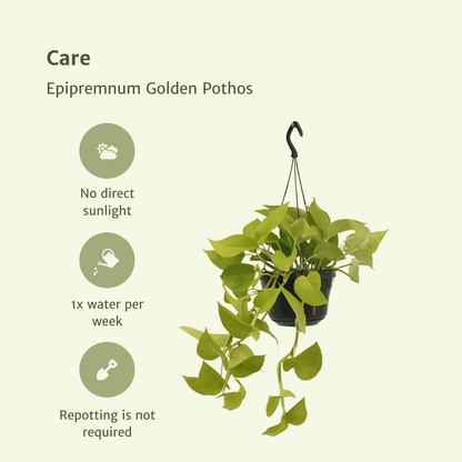 Kamerplant 2x Epipremnum Golden Pothos - Hangplant - Pot Ø 15cm Hoogte ↕ 25cm