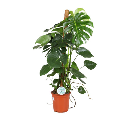 Kamerplant - Monstera Deliciosa - Hoogte ↕ 32-180cm