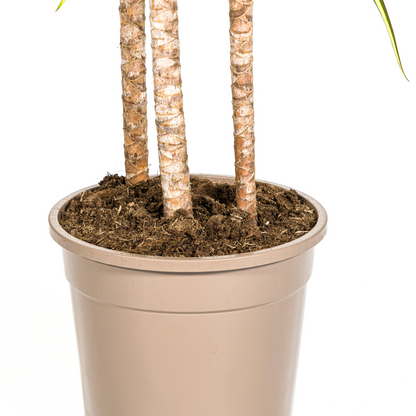 Kamerplant - Dracaena Marginata Sunray - Pot Ø 24cm Hoogte ↕ 130-150cm