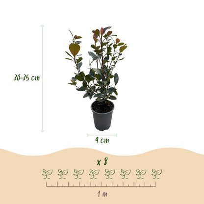 Buitenplant 8x Photinia 'Little Red Robin' - Groenblijvend - Pot Ø 9cm Hoogte ↕ 30-35cm