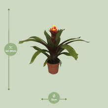Kamerplant - Guzmania Crown - Pot Ø 12cm Hoogte ↕ 45cm