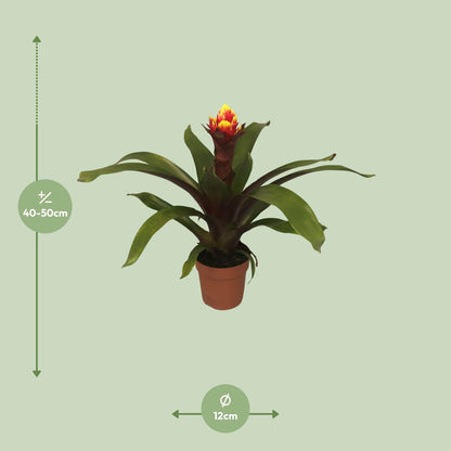 Kamerplant - Guzmania Crown - Pot Ø 12cm Hoogte ↕ 45cm