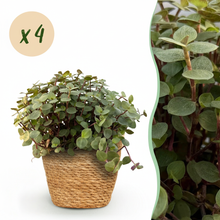 Kamerplant 4x Callisia repens - Kattengras - Pot Ø 12cm Hoogte ↕ 17-20cm