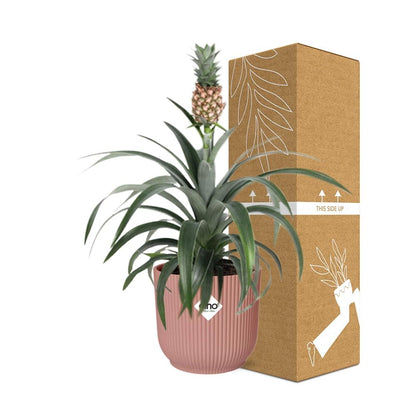 Kamerplant - Ananas Mi Amigo - Pot Ø 14cm