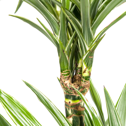 Kamerplant - Dracaena Deremensis White Stripe - Pot Ø 19cm Hoogte ↕ 70-90cm