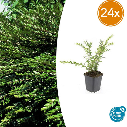 Buitenplant 24x Lonicera pileata - Winterhard - Pot Ø 9cm Hoogte ↕ 10-25cm