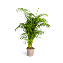 XL kamerplant - Dypsis Areca lutescens - Luchtzuiverend - Pot Ø 27cm Hoogte ↕ 150-170cm