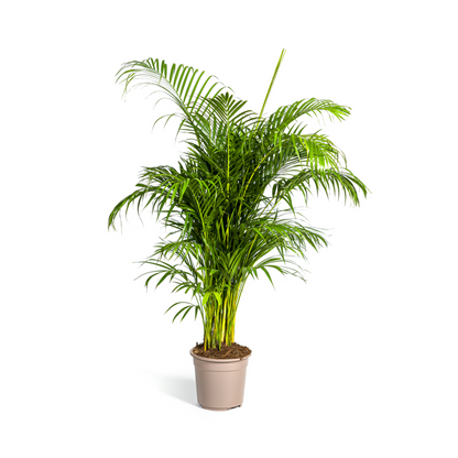 XL kamerplant - Dypsis Areca lutescens - Luchtzuiverend - Pot Ø 27cm Hoogte ↕ 150-170cm