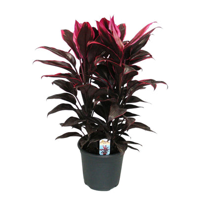 Kamerplant - Cordyline Mambo - Pot Ø 19cm Hoogte ↕ 55cm