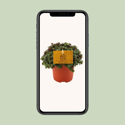 Kamerplant - Callisia Turtle - Hangplant - Pot Ø 10,5cm Hoogte ↕ 15cm