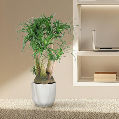 XL kamerplant - Beaucarnea vertakt - Pot Ø 41cm Hoogte ↕ 110cm