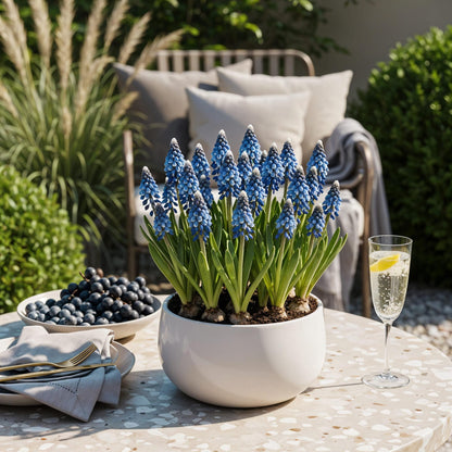 Buitenplant 50x Muscari Armeniacum - Bloeiend - Bolmaat 8/9