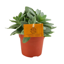 Kamerplant - Senecio Cephalophorus - Pot Ø 10,5cm Hoogte ↕ 15cm