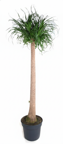 XL kamerplant - Beaucarnea - Hoogte ↕ 200cm