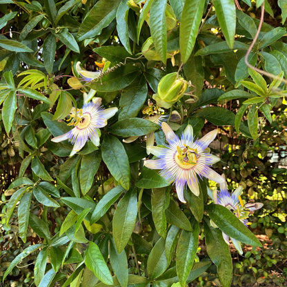 Buitenplant 2x Passiflora caerulea - Bloeiend - Pot Ø 11cm Hoogte ↕ 40cm