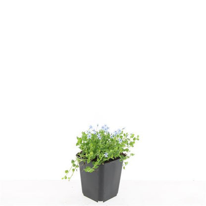Buitenplant 48x Isotoma fluviatilis 'Alba' - Pot Ø 9cm Hoogte ↕ 10-25cm