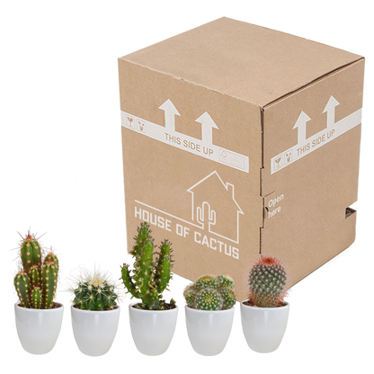 Kamerplant 5x Cactus mix - in witte pot - Pot Ø 5.5cm