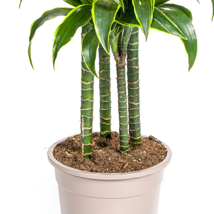 XL kamerplant - Dracaena Deremensis 'Dorado' - Luchtzuiverend - Pot Ø 27cm Hoogte ↕ 170-190cm