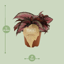 Kamerplant - Begonia Rex 'Red Tango' - Pot Ø 12cm Hoogte ↕ 25cm