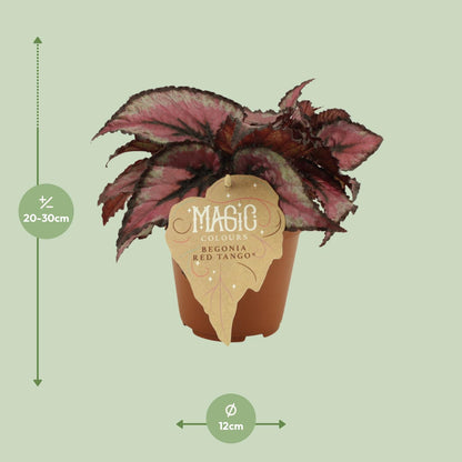 Kamerplant - Begonia Rex 'Red Tango' - Pot Ø 12cm Hoogte ↕ 25cm