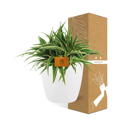 Kamerplant - Chlorophytum Ocean - Pot Ø 16cm Hoogte ↕ 15cm
