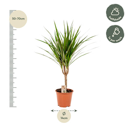 Kamerplant - Dracaena Marginata - Pot Ø 14cm Hoogte ↕ 60cm