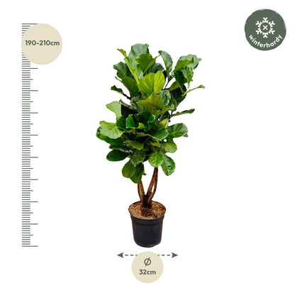 XL kamerplant - Ficus Lyrata vertakt - Pot Ø 34cm Hoogte ↕ 180cm