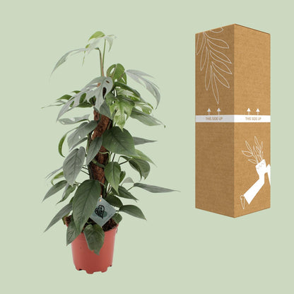 Kamerplant - Epipremnum Pinnatum Cebu Blue - Hangplant - Pot Ø 17cm Hoogte ↕ 60cm