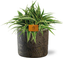 Kamerplant - Chlorophytum Ocean - Pot Ø 15cm Hoogte ↕ 25cm