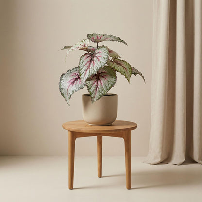 Kunstplant - Begonia - Pot Ø inbegrepen Hoogte ↕ 26cm