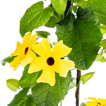 Buitenplant 4x Thunbergia alata Sunny Susy Yellow - Klimplant - Pot Ø 13cm Hoogte ↕ 60cm