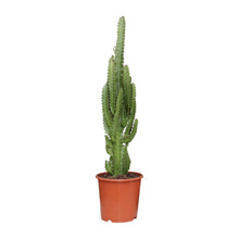 Kamerplant - Euphorbia Trigona - Pot Ø 17cm Hoogte ↕ 70cm