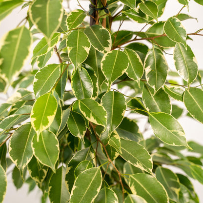Kamerplant - Ficus benjamina Goldenking - Inclusief sierpot - Pot Ø 21cm Hoogte ↕ 95cm