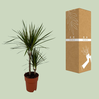 Kamerplant - Dracaena Marginata Bicolor - Pot Ø 19cm Hoogte ↕ 70cm