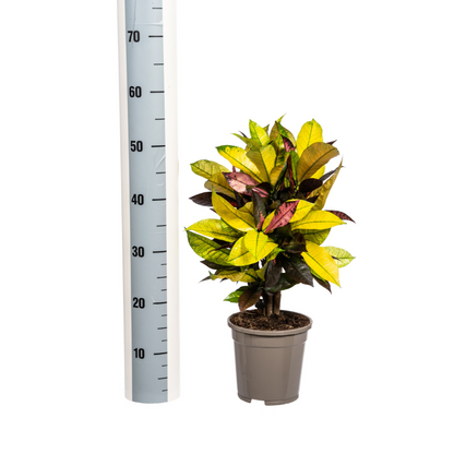 Kamerplant - Codiaeum 'Croton' Iceton - Pot Ø 17cm Hoogte ↕ 40-60cm